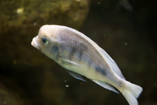 Portrait of a colorful Malawi cichlid in the aquarium.