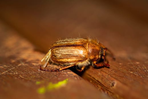Close-up of a June beetle on a wooden background.
