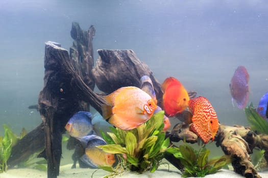 Portrait, close up of discus fish. Discus in aquarium. Amazon tank.