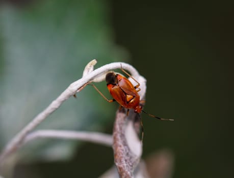 A common nimrod (Deraeocoris ruber) on the branch of a plant.