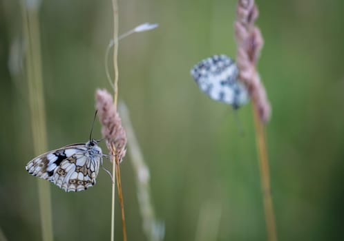 A checkerboard butterfly on a grass plant in a meadow.
