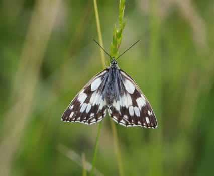 A checkerboard butterfly on a grass plant in a meadow.