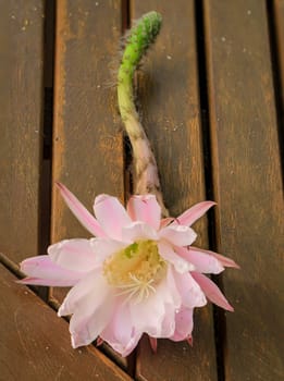 The flower of a cactus. A fallen flower from a cactus.
