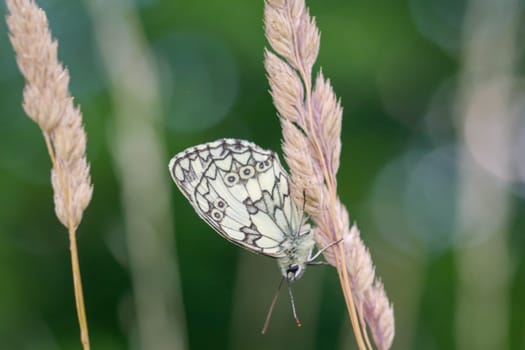 A checkerboard butterfly on a grass plant in a meadow.