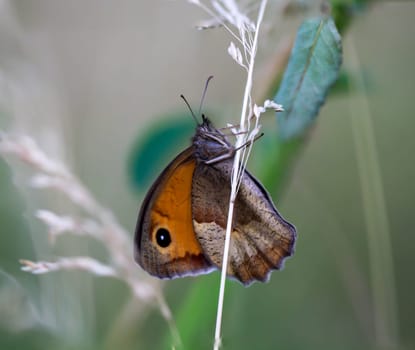 A large oxeye (Maniola jurtina) on a grass plant.