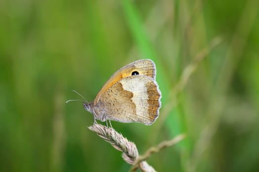 A large oxeye (Maniola jurtina) on a grass plant.