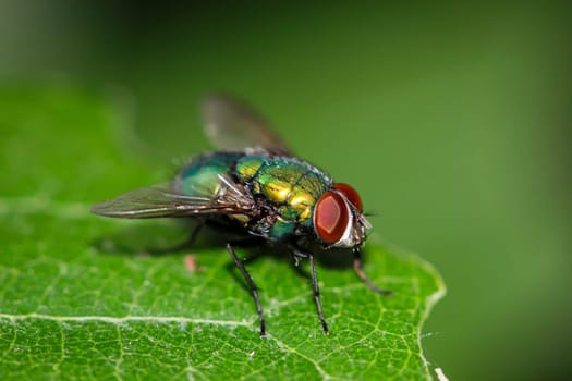 A fly, gold fly unbest. (Lucila spec.) on a tree leaf.