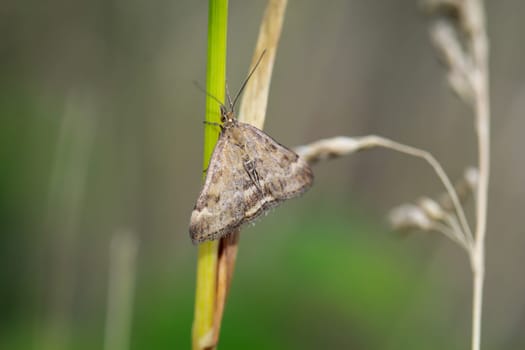 A plantain borer (Pyrausta despicata) sits on a blade of grass.