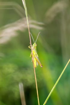 A common grasshopper (Pseudochorthippus parallelus) on a grass branch.