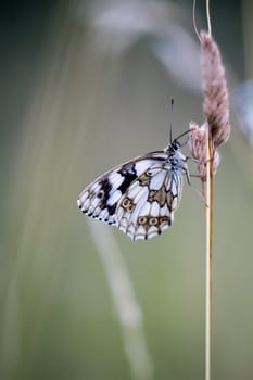 A checkerboard butterfly on a grass plant in a meadow.