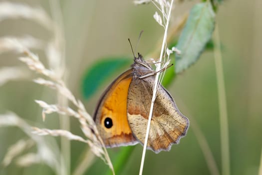 A large oxeye (Maniola jurtina) on a grass plant.