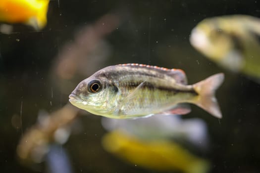 Portrait of a colorful Malawi cichlid in the aquarium.