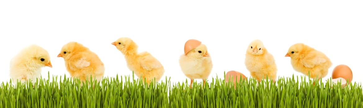 Lots of baby chicken and fresh green grass banner - isolated