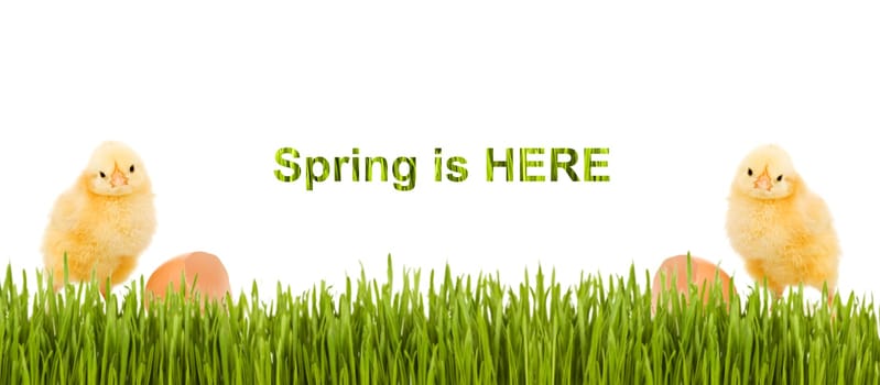 Baby chicken and grass spring banner with copy space - isolated