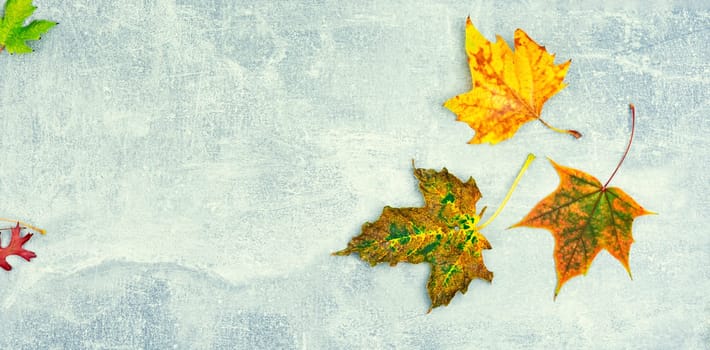 Fallen autumn leaves, herbarium. Autumn yellow and red leaves. Copy space