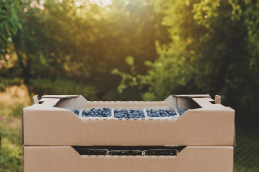 Shipping of blueberry in box or crate with many plastic containers of freshly collected berries. Agriculture business. Farmering, cultivating and harvesting blueberry. Horticulture industry