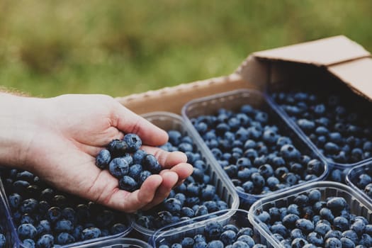 Male hands holding large blueberries over cardboard box or crate full of plastic containers with blueberry. Berry shipping, delivery concept. Guy delivered online order to the customer and showing it