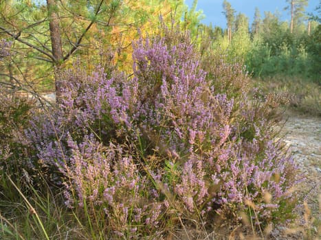 Heather on the roadside in Sweden. Pink, purple plants by the wayside during a hike on vacation. Landscape photo from Scandinavia