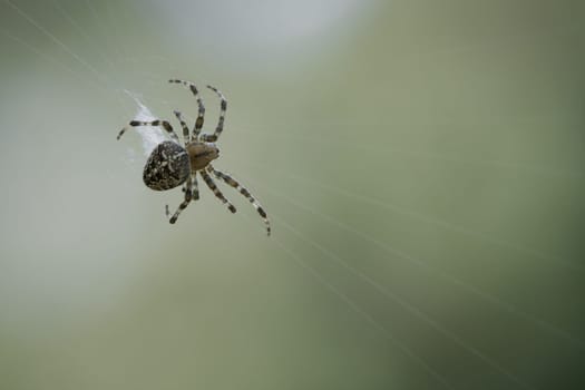 Cross spider in a spider web, lurking for prey. Blurred background. A useful hunter among insects. Arachnid. Animal photo from the wild.