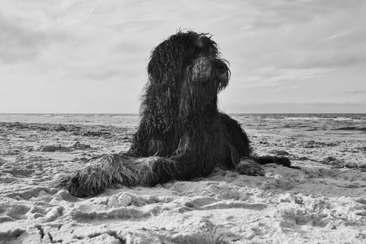 Goldendoodle in black and white taken, lying in the sand on the beach in front of the sea in Denmark. Long black fur with light spots. Animal photo of dog
