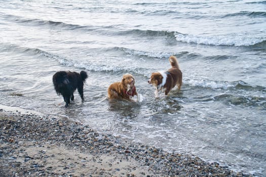 Goldendoodle and Australian Shepherd dogs playing in the sea. Frolicking in the water with a lot of fun. Animal photo on the beach