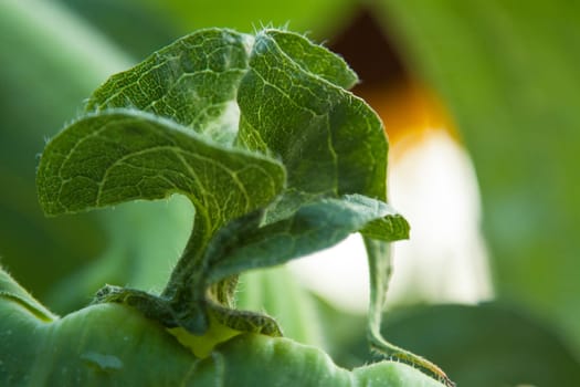Close-up of a leaf of marrow