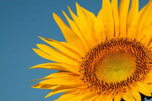 Close-up of a sunflower and blue sky in the background
