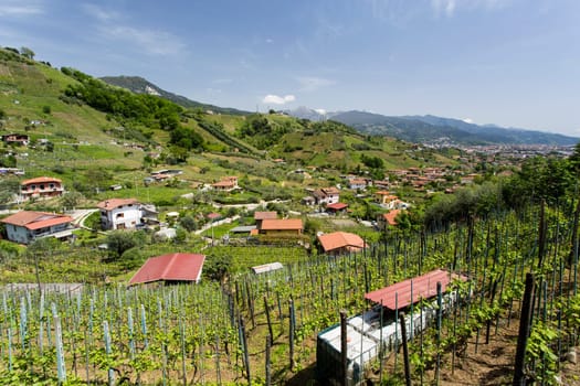 Panoramic view of the vineyards of the Candia, area of the wine.