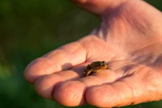 Close-up of a small frog on Franco's palm