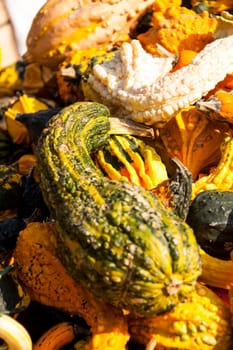 decoration mini pumpkin cucurbita pumpkin pumpkin pumpkin ornamental pumpkin in autumn at a market stall