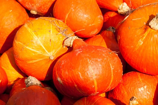red red Hokkaido cucurbita pumpkin pumpkin in autumn at a market stall