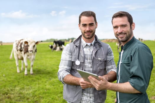 View of a Farmer and veterinary working together in a masture with cows