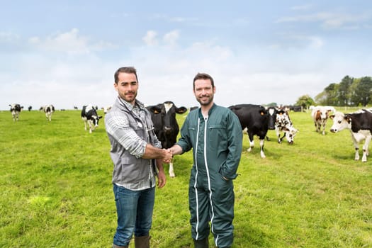 View of a Farmer and veterinary working together in a masture with cows