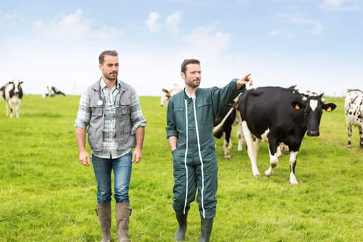 View of a Farmer and veterinary working together in a masture with cows