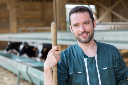 View of a Young attractive farmer in a barn with calf on the background