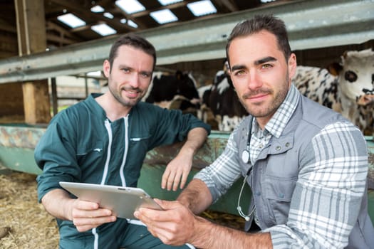 View of a Farmer and veterinary working together in a barn