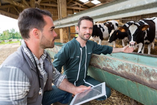 View of a Farmer and veterinary working together in a barn