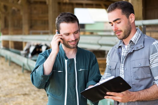View of a Farmer and veterinary watching for the next date
