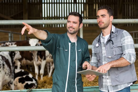 View of a Farmer and veterinary working together in a barn