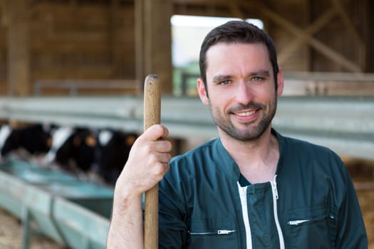 View of a Young attractive farmer in a barn with calf on the background