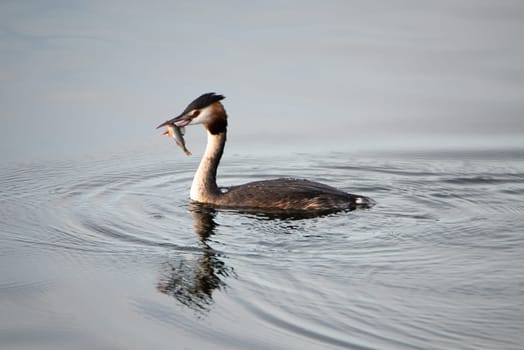 Great crested grebe eating a fish in the wetland Haff Reimech in Luxembourg, Podiceps cristatus water bird
