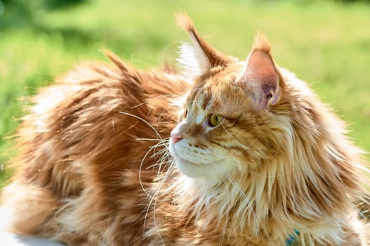 ginger cat looks into the camera close-up, meikun. High quality photo