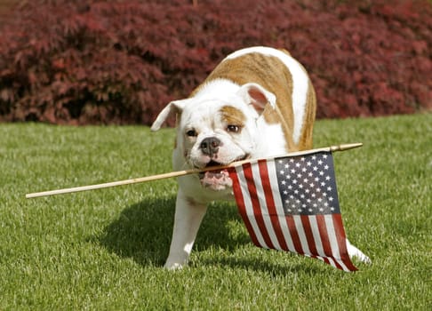 An English Bulldog puppy waves the American flag