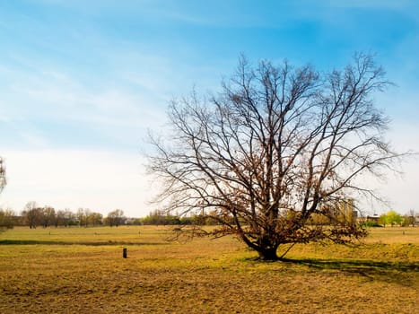 Landscape view with a single leafless tree in the heathland of the Adlershof landscape park in Berlin in autumn.