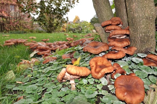 Dunkler Hallimasch (Armillaria ostoyae) im Garten eine Einfamilenhauses
