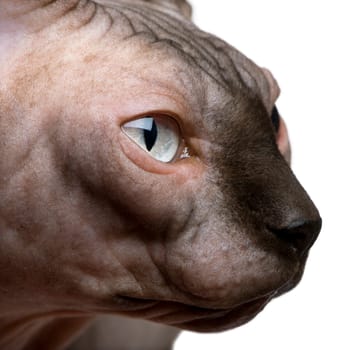 Close-up of Sphynx cat, 1 year old, in front of white background