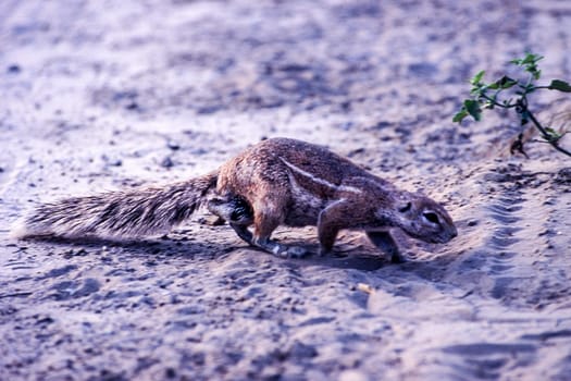 Ground Squirrel (Xerus inauris), Kutse Game Reserve, Kweneng, Botswana, Africa.