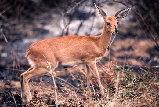 Steenbok (Raphicerus campestris), Kruger National Park, Mpumalanga, South Africa