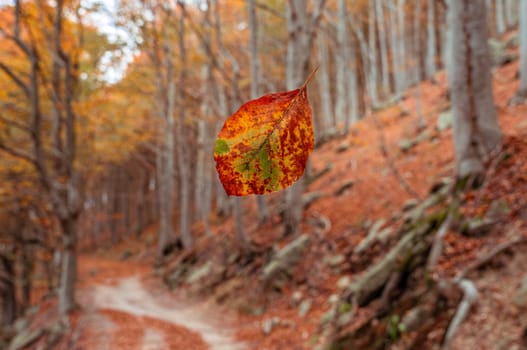 Close up of a beech tree red leaf in autumn at Colle del Melogno in Liguria, Italy. Foliage.