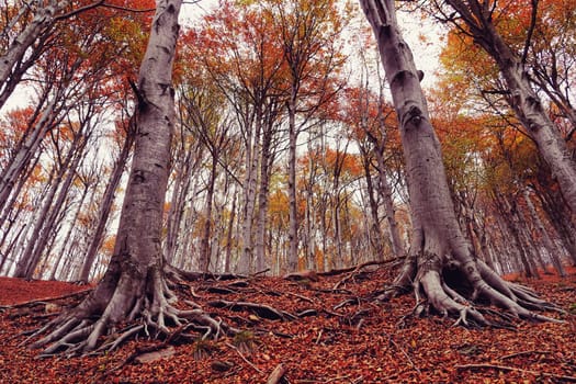 Red forest in autumn at Colle del Melogno in Liguria, Italy. Foliage.